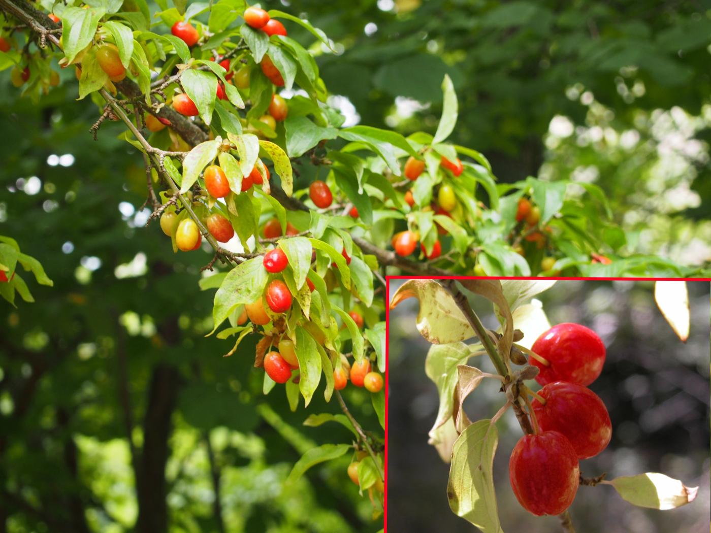 Cornelian cherry fruit